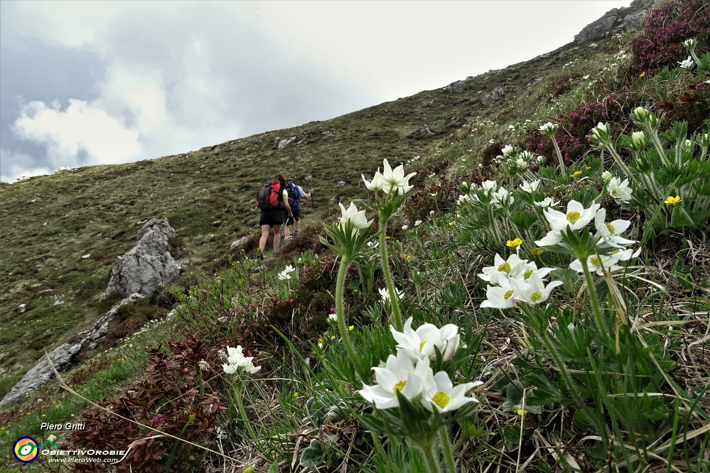 36 Anemone narcissino (Anemone narcissiflora).JPG